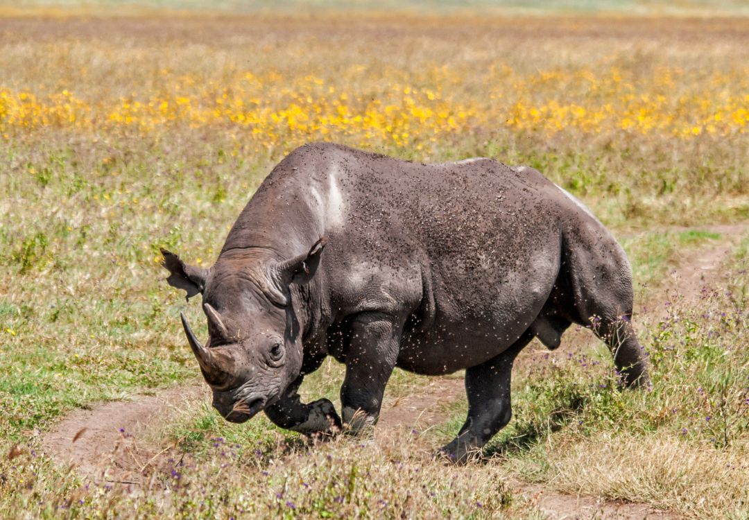 Northern Circuit Safari in Tanzania