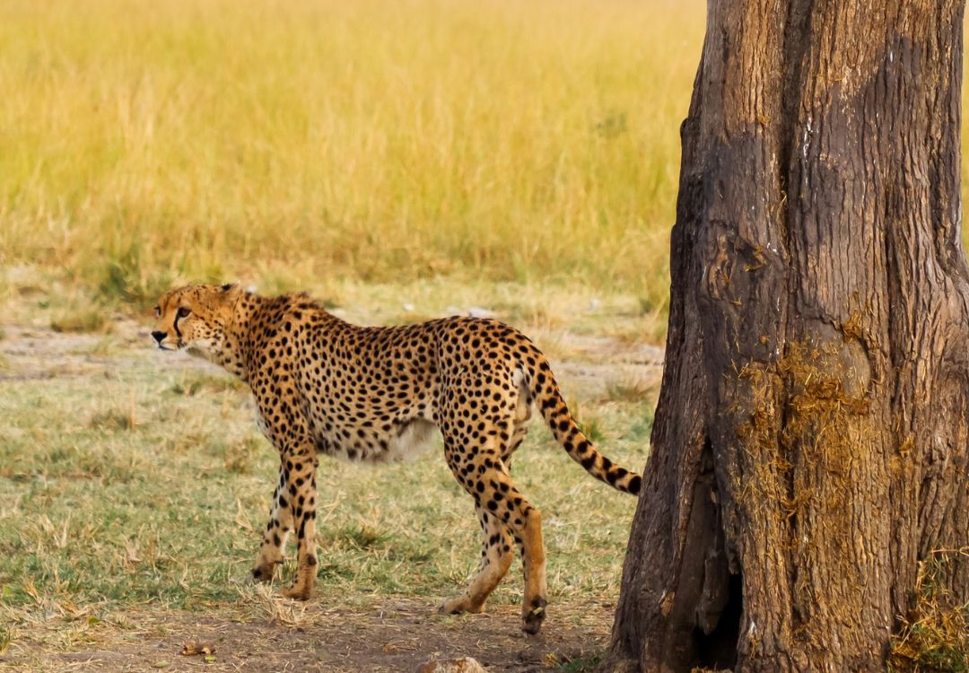 Big Cats Safari in Tanzania
