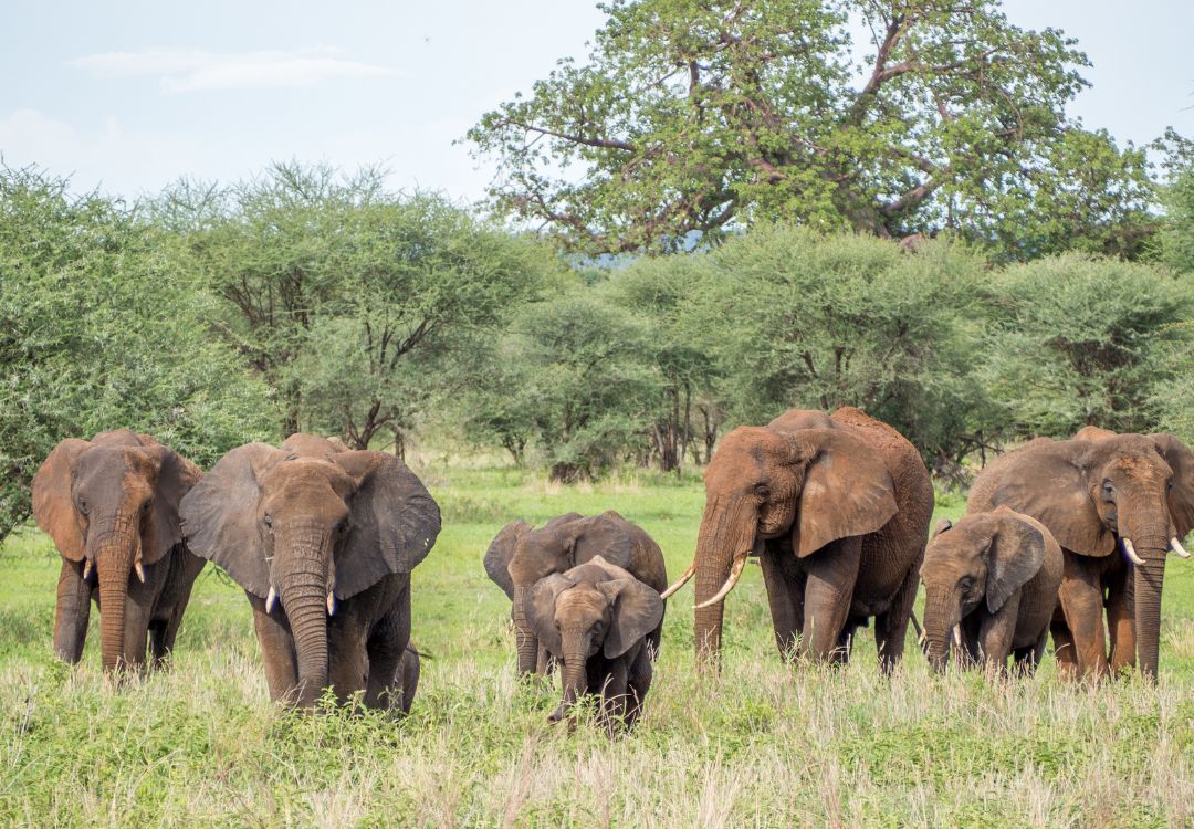 Elephant in Tarangire National Park