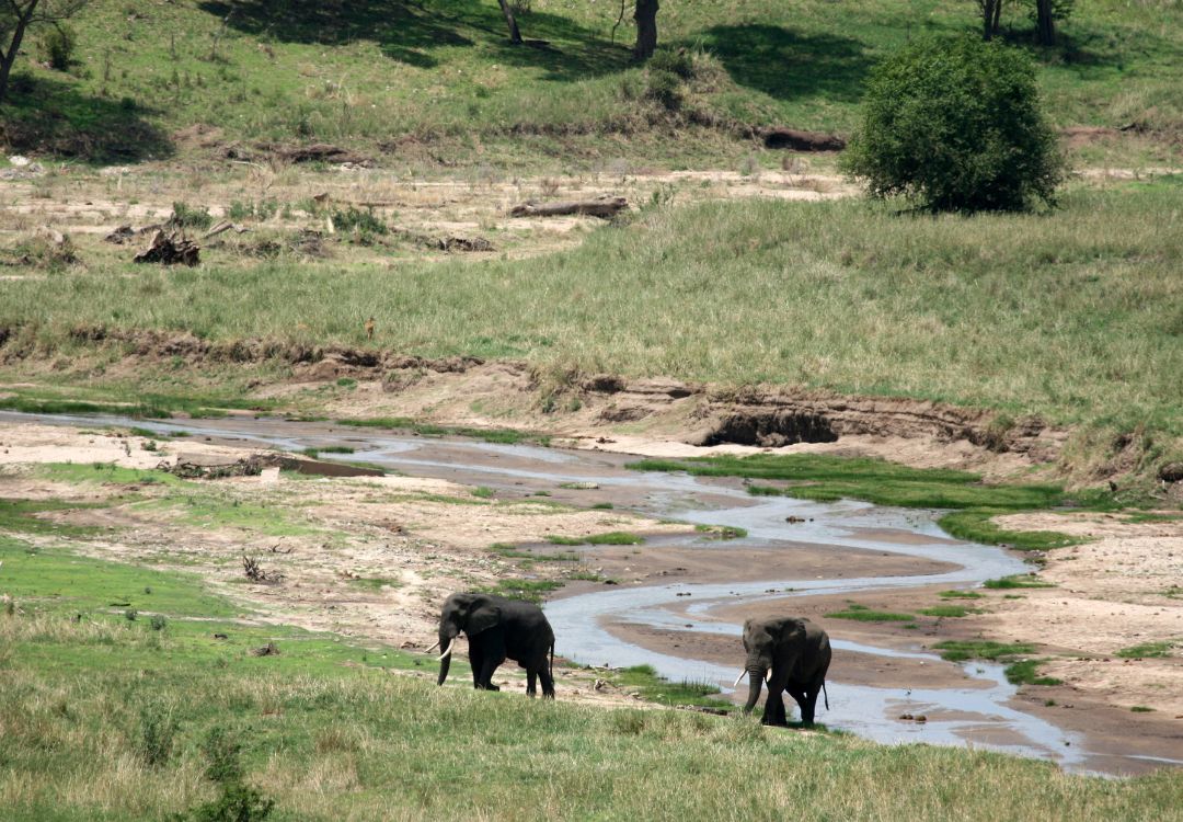 Elephant in Tarangire National Park(1)