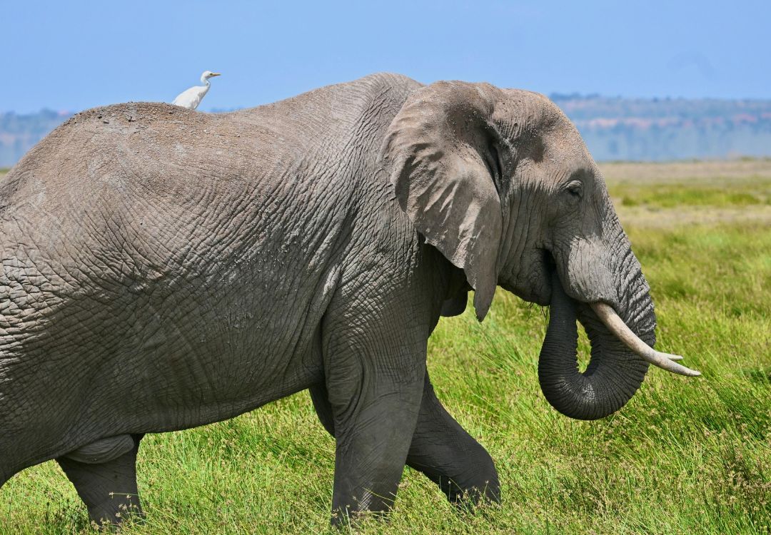 Honeymoon augurbuzzard(3)