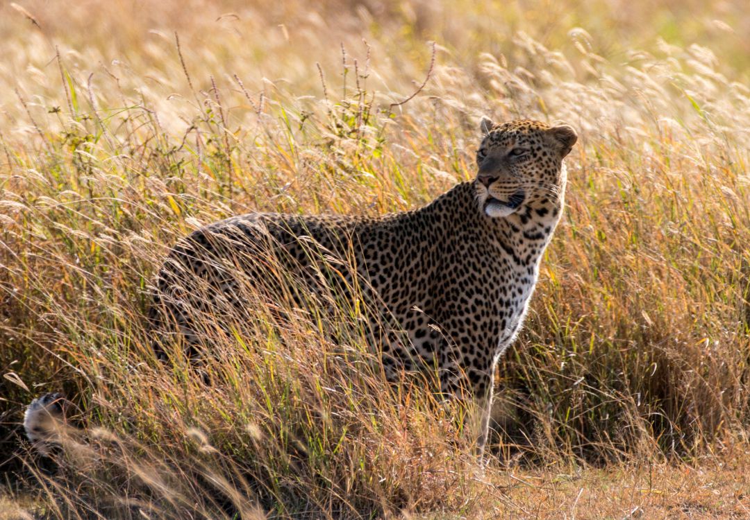 Leopard Serengeti National Park