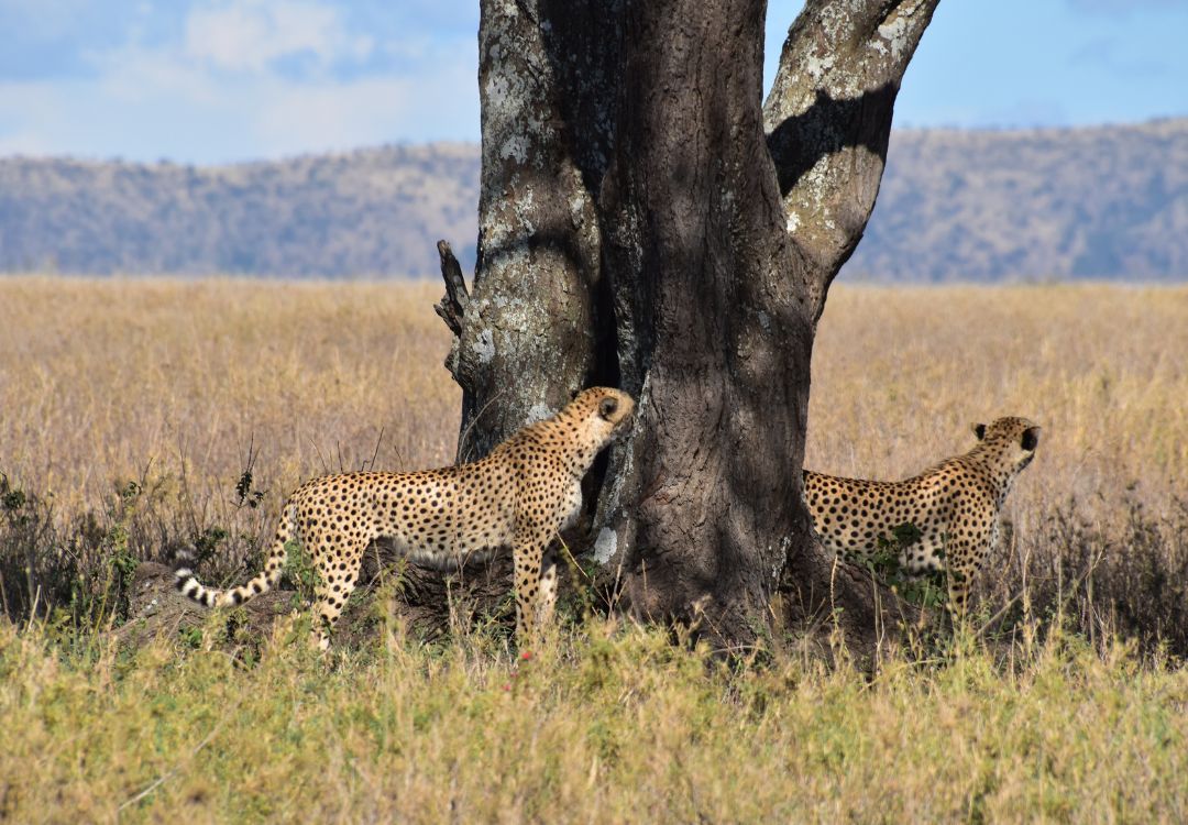 Leopard Serengeti National Park(2)