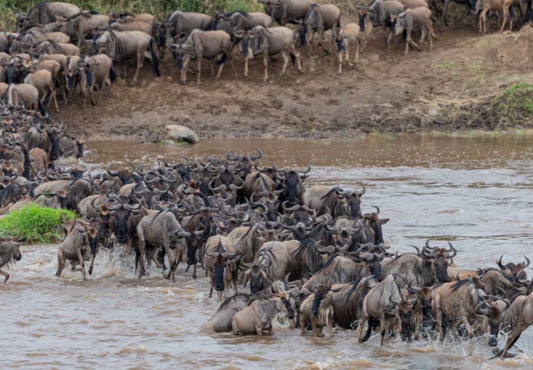 Great Migration Safari in Serengeti