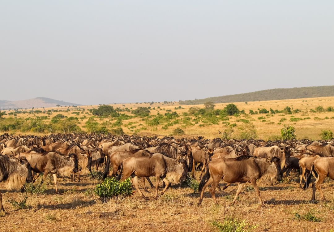 Migration serengeti(2)
