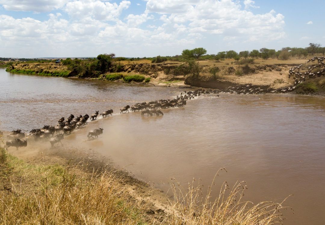 Migration serengeti(3)