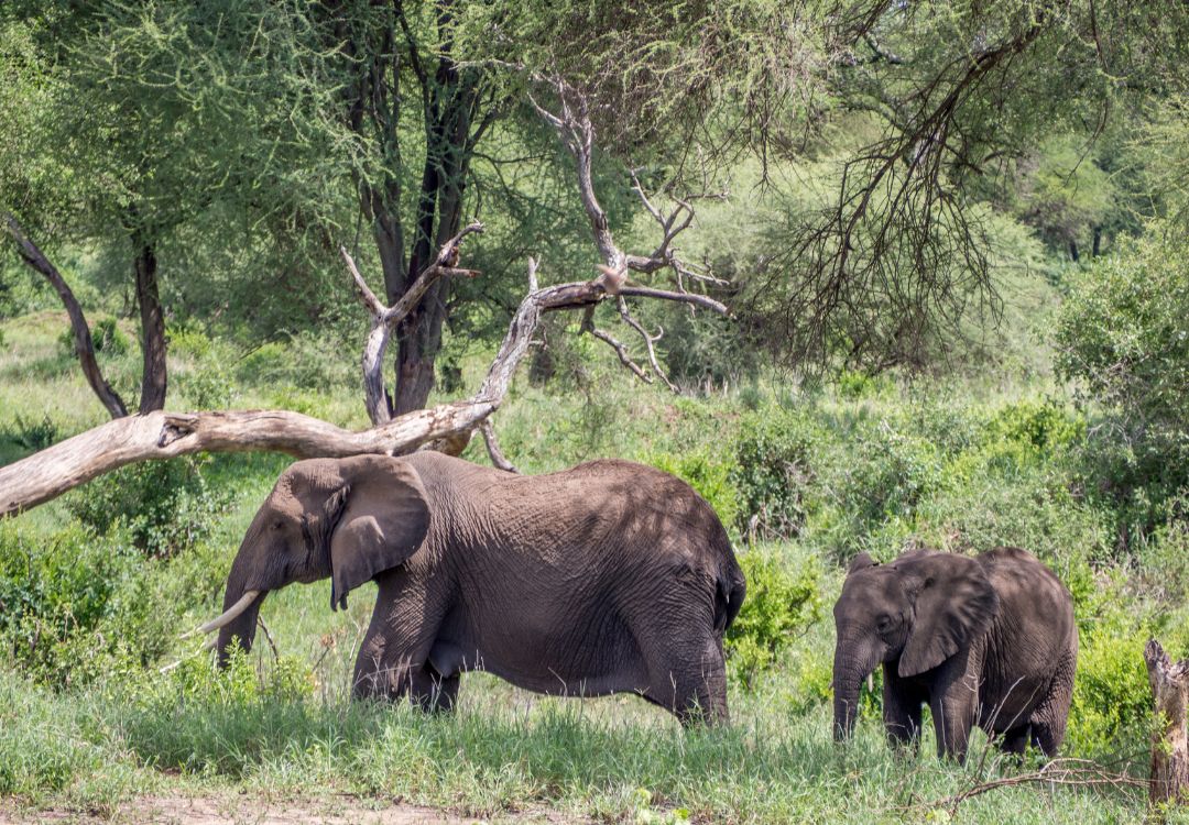 Classic Wildlife Safari in Tanzania