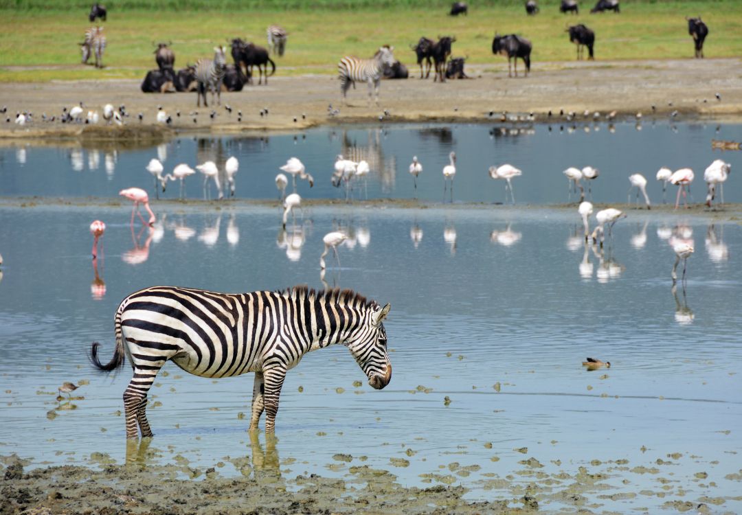 Ngorongoro crater view(1)