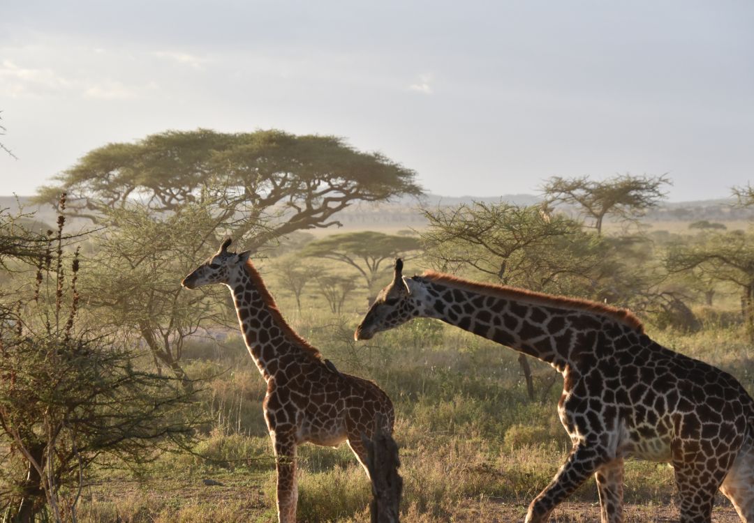 Serengeti National Park(2)