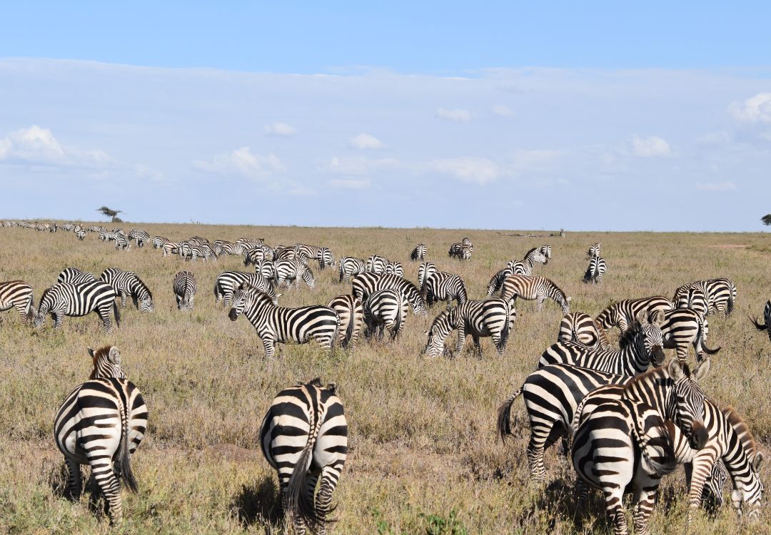 Serengeti National Park(3)