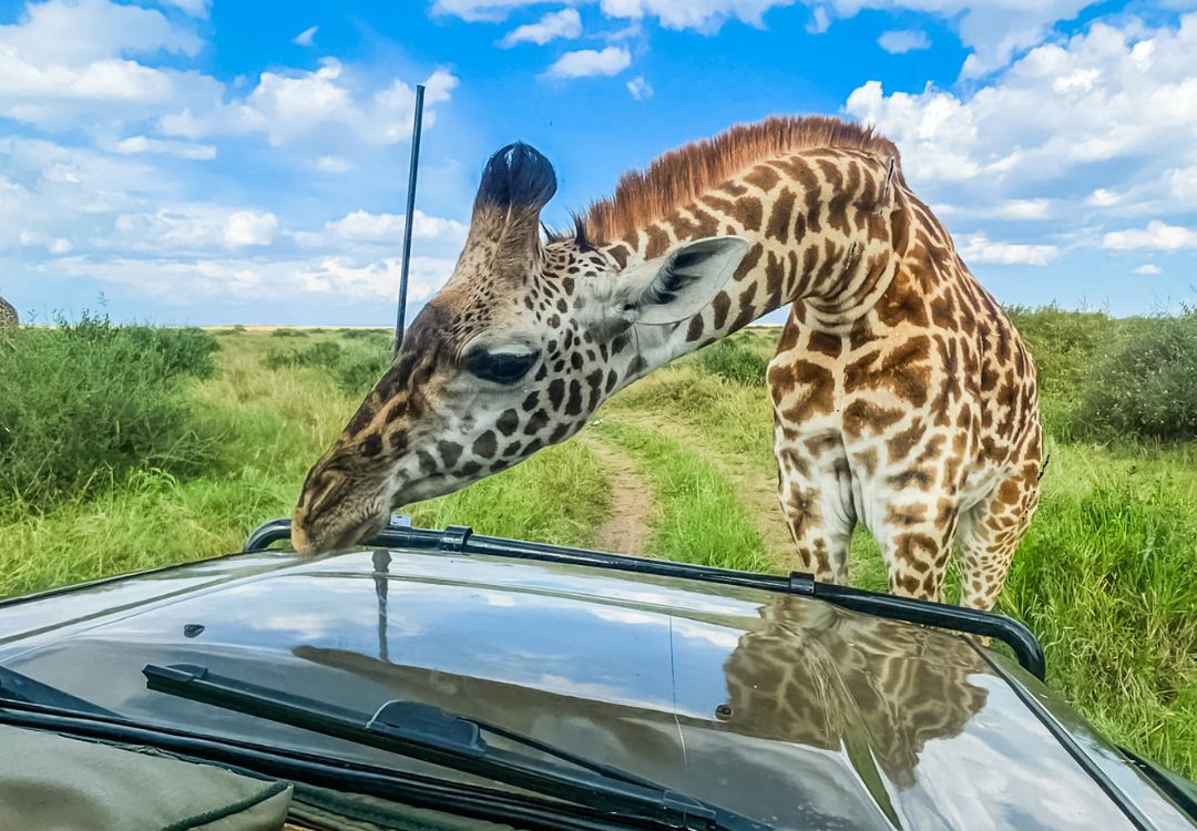 Safari and Zanzibar Beach Holiday