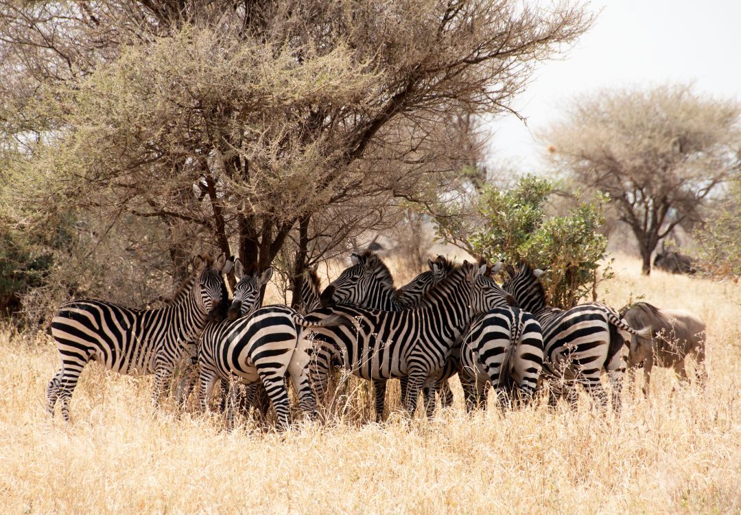 Tarangire national park(6)