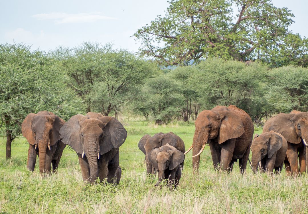 Tarangire national park(8)
