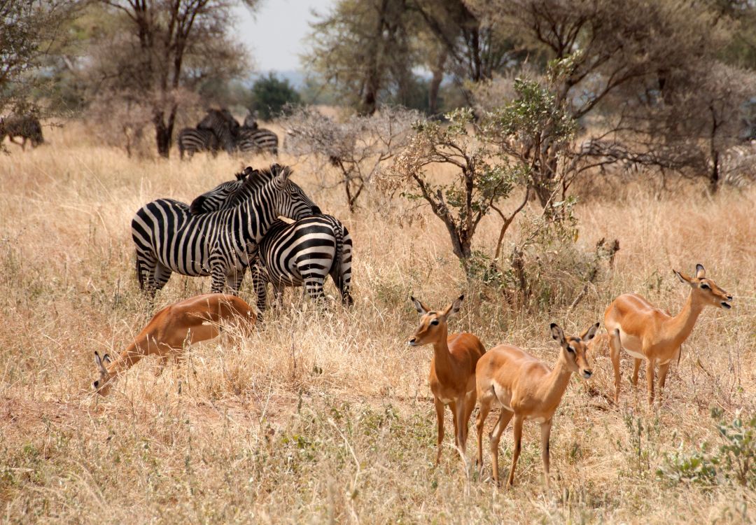 Tarangire national park(9)