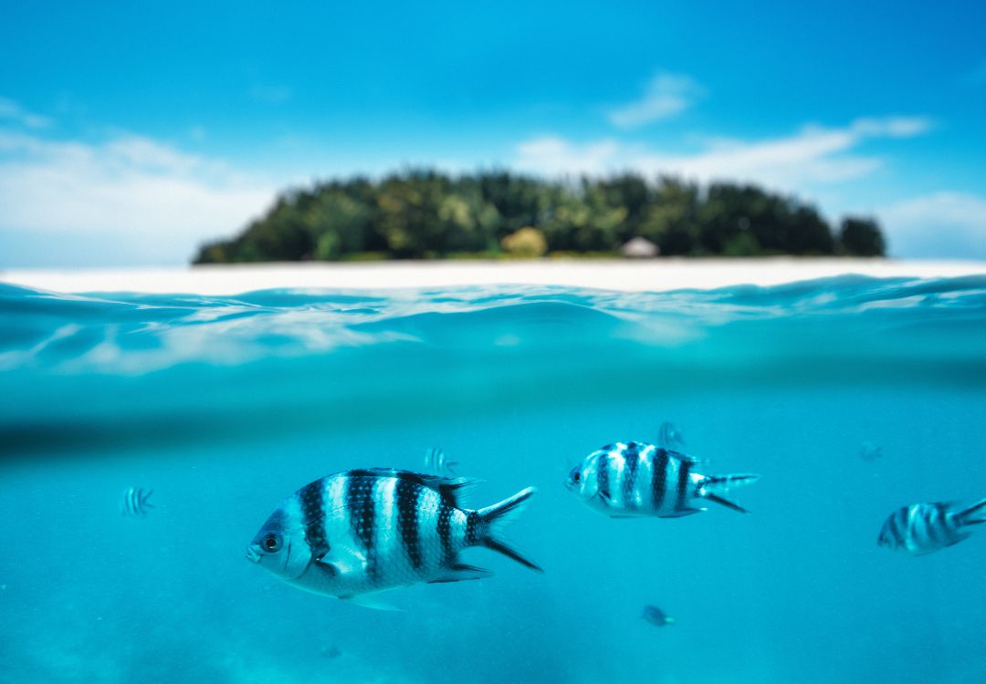 Zanzibar snorkeling(5)