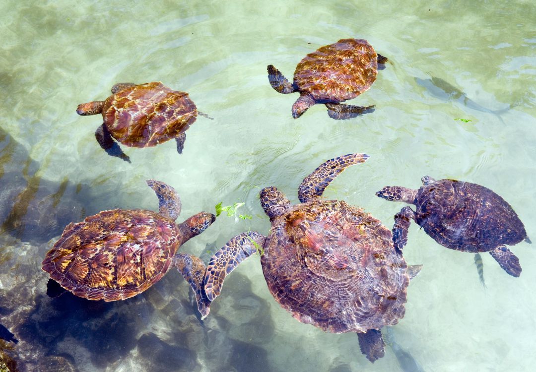 Zanzibar snorkeling(6)