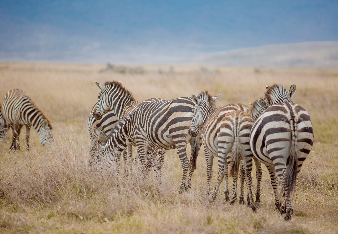 augurbuzzard safari(1)
