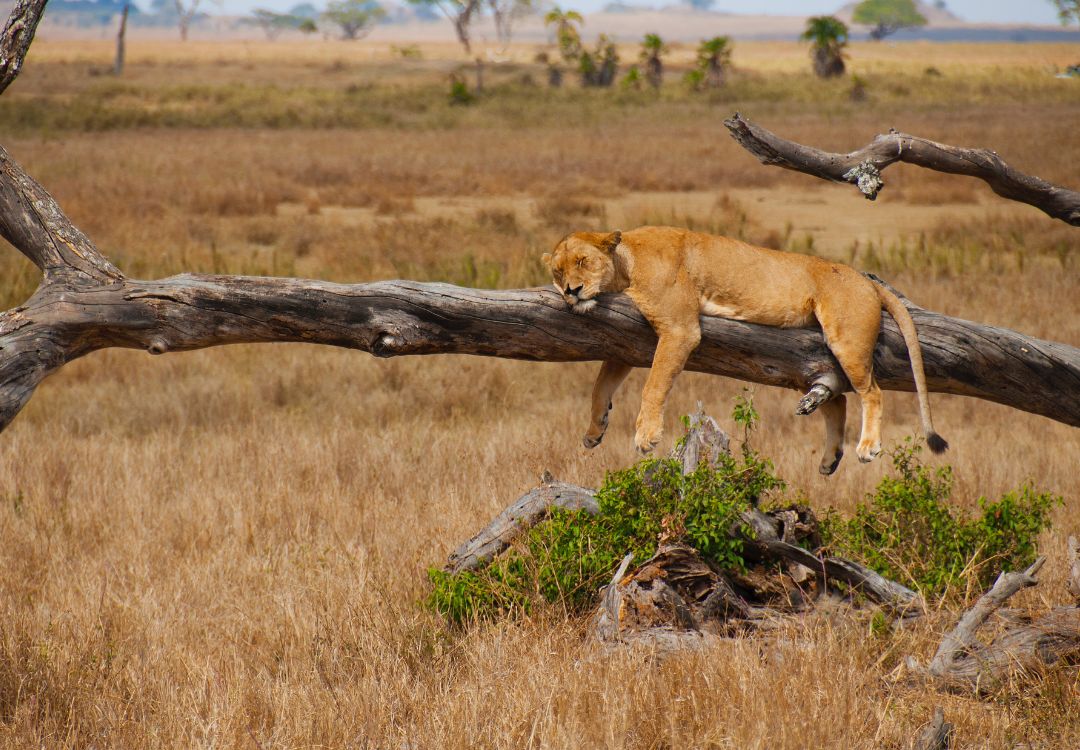 augurbuzzard safari(2)