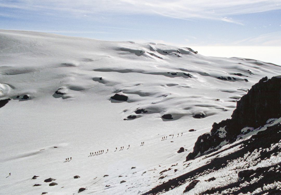 climb Kilimanjaro climb(5)