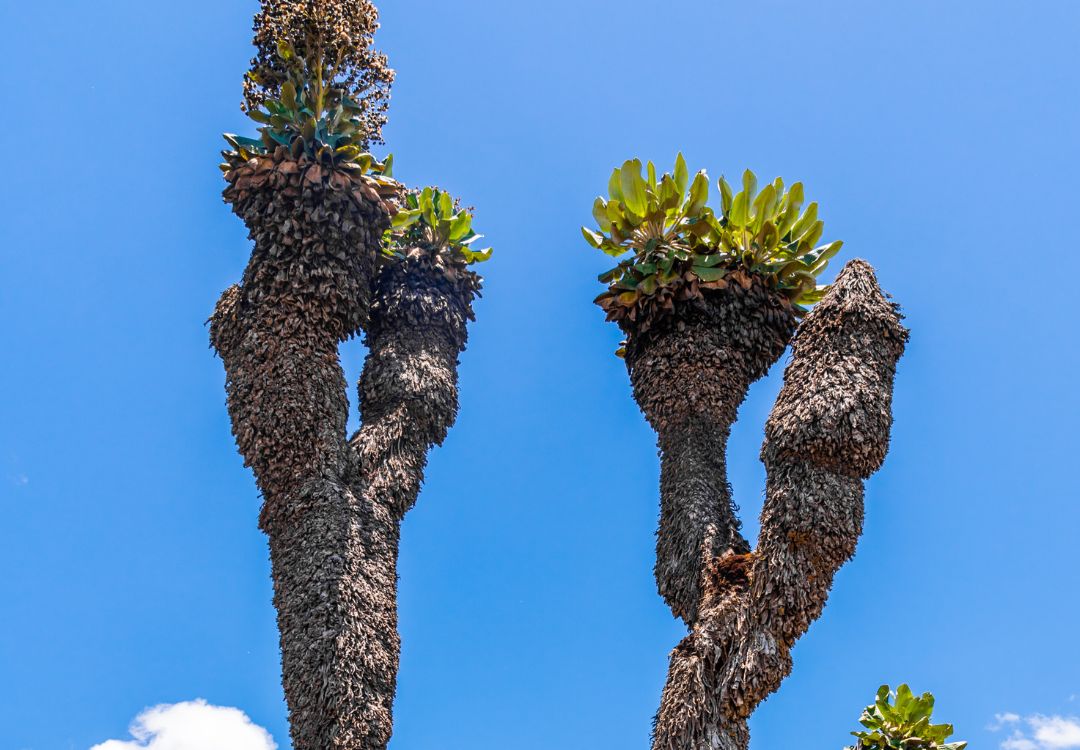 climb Kilimanjaro lemosho route(2)