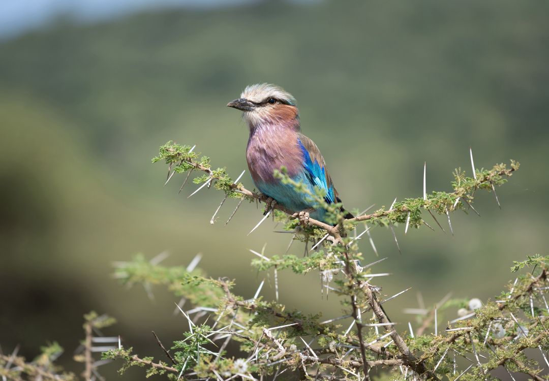 lake manyara national park(2)
