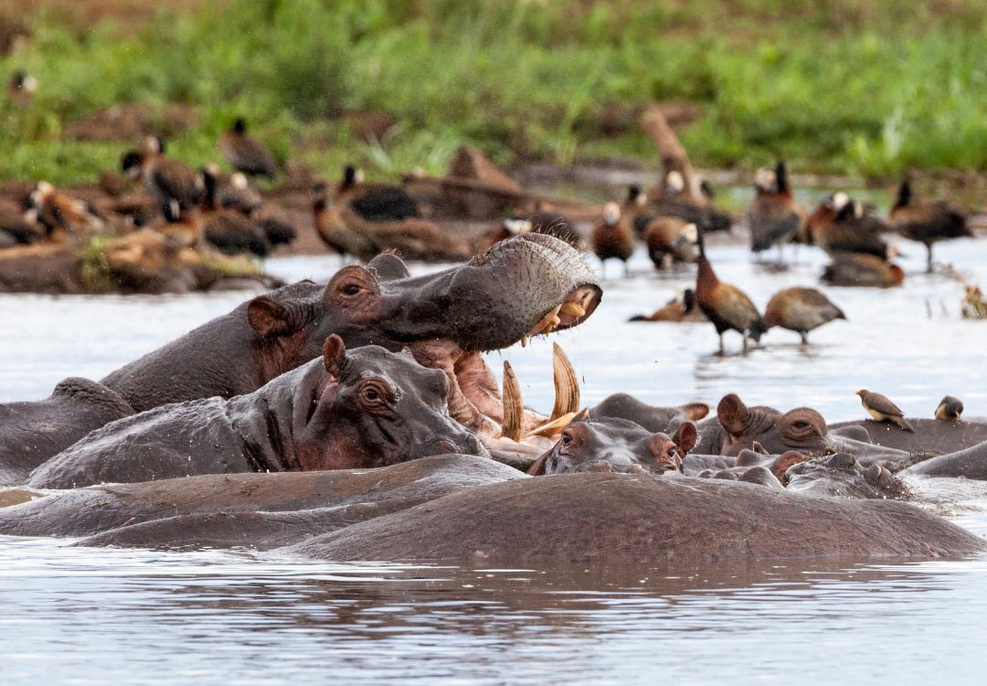 lake manyara national park(3)