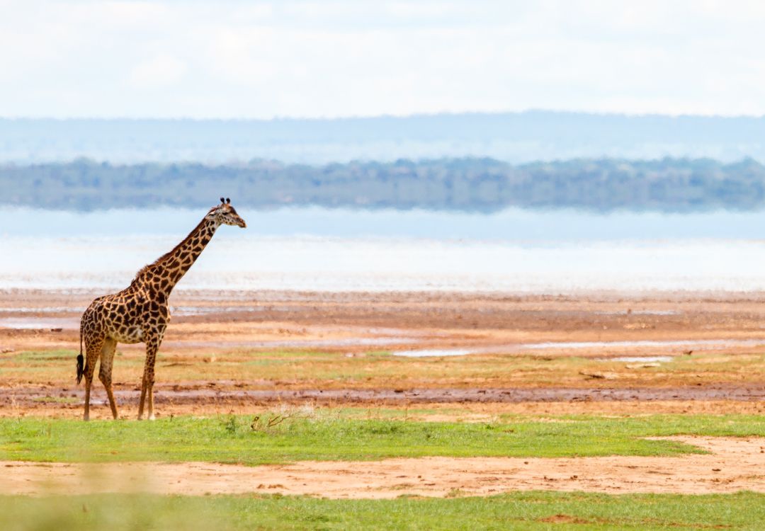 lake manyara national park(4)